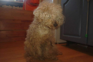 Karelian pudel rzucony do kosza śmieci, uratowani miejscowi