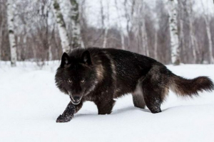 12 Najciekawszych przedstawicieli fauny ameryki północnej