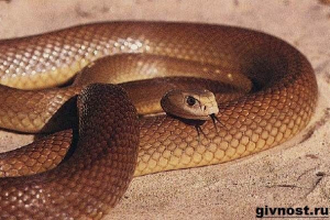 Tipan snake. Styl życia i siedlisko tipan Tipan snake. Styl życia i siedlisko tipan