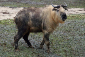 Takin - co wiemy o tym zwierzęciu?