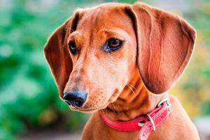 Jamnik - zalety i wady rasy Jamnik - zalety i wady rasy