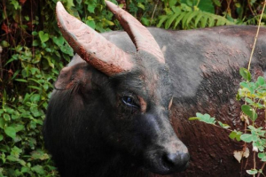 Tamarau lub buffalo philippine