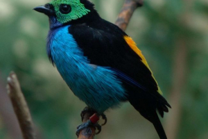 Tanagra. Paradise bird