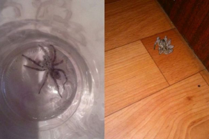 Tarantulas ułożył inwazję burią