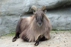 Taras - rzadka antylopa Taras - rzadka antylopa