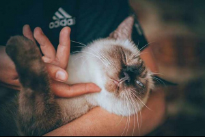 Tauryna dla kotów - co jest dotknięte?