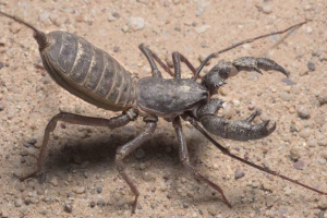 Giant telipon - niezwykły scorpio Giant telipon - niezwykły scorpio