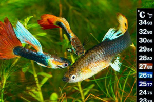 Temperatura wody dla ryb akwariowych - co musisz wiedzieć? Temperatura wody dla ryb akwariowych - co musisz wiedzieć?