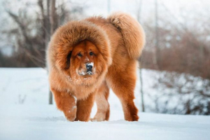 Mastiff tybetański Mastiff tybetański