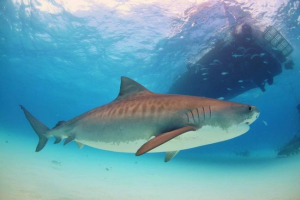 Tiger shark zaatakował hawajski rybak i ugryzł nogę