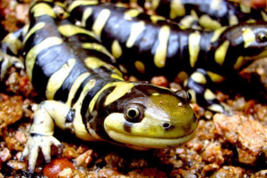 Tygrys ambistoma Tygrys ambistoma