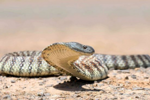 Tiger snake Tiger snake