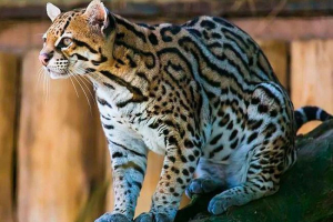 Koty tiger: ocelot, margay, oncill i ich cechy porównawcze