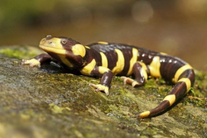 Tiger salamandres - powszechne amfibii Tiger salamandres - powszechne amfibii