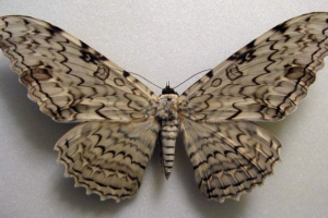 Tizania aglippines - jeden z najbardziej niezwykłych motyli