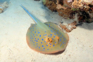 Taniura limma lub niebieski skat: opis