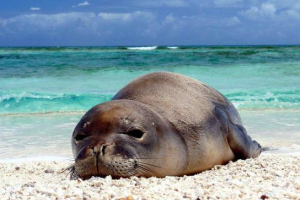 Miliwiane zwierzęta