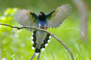 Fast-frozen lazorous forty - mountain lady tajwan Fast-frozen lazorous forty - mountain lady tajwan