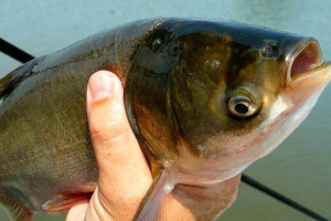 Tolstolobic - przydatne właściwości