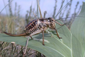 Pełna pallas - mise Pełna pallas - mise