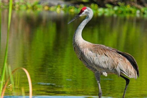 10 Najlepszych faktów o żurawiach