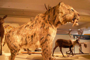 Top 10 faktów o tygrysie zębatym szabla ze zdjęciami Top 10 faktów o tygrysie zębatym szabla ze zdjęciami