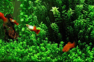 Top 10 bezpretensjonalnych roślin akwariowych Top 10 bezpretensjonalnych roślin akwariowych