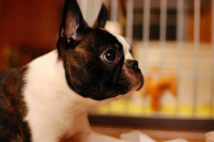 10 Najlepszych ras psów odpowiedni do apartamentów - mały, średni i duży 10 Najlepszych ras psów odpowiedni do apartamentów - mały, średni i duży