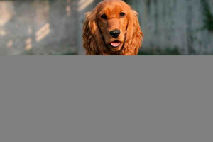 10 Najlepszych ras psów z długimi uszami 10 Najlepszych ras psów z długimi uszami