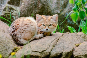 10 Najlepszych rzadkich i niezwykłych gatunków dzikich kotów