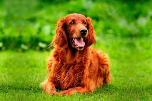 Top 10 najbardziej rodzajów ras psów na świecie Top 10 najbardziej rodzajów ras psów na świecie