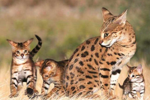 Najlepsze 10 najdroższych ras kotów na świecie Najlepsze 10 najdroższych ras kotów na świecie