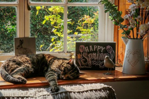 Największa 10 najzdolniejszych przedstawicieli kolorów w paski