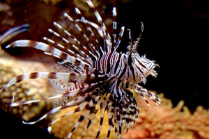 Top 10 najbardziej niebezpiecznych i trujących mieszkańców morza i oceanów Top 10 najbardziej niebezpiecznych i trujących mieszkańców morza i oceanów