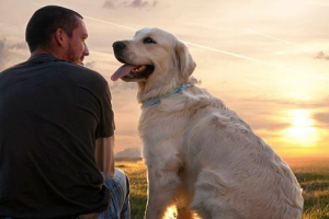 Najlepsze 10 najbardziej oddanych ras psów