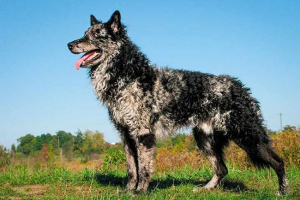 Top 10 rare rasy psów na świecie Top 10 rare rasy psów na świecie