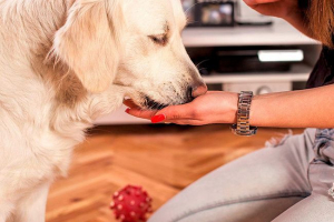 10 Najlepszych witamin dla psów