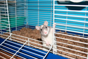 Top 15 ciekawych faktów o szczurach Top 15 ciekawych faktów o szczurach