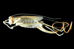 Top 5 pasożytów, które konwertują owady i zwierzęta w zombie