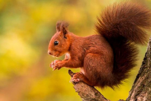 50 Najlepszych faktów o białkach