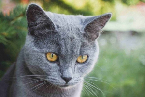 Top 6 rasy kotów z niebieskim lub zadymionym wełnianym kolorem - lista, funkcja i zdjęcie Top 6 rasy kotów z niebieskim lub zadymionym wełnianym kolorem - lista, funkcja i zdjęcie