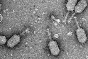 7 Najlepszych faktów dotyczących wirusów bakterii zabijania - bakteriofaga 7 Najlepszych faktów dotyczących wirusów bakterii zabijania - bakteriofaga