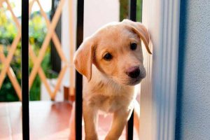 Top 9 produktów zabronione dla szczeniaka labradora Top 9 produktów zabronione dla szczeniaka labradora