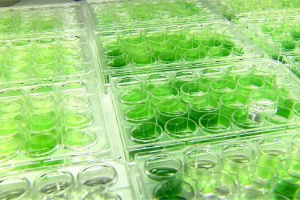 Paliwo z alg Paliwo z alg