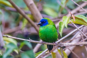 Trzykolorowy parrot amandin: zewnętrzne oznaki bębna Trzykolorowy parrot amandin: zewnętrzne oznaki bębna