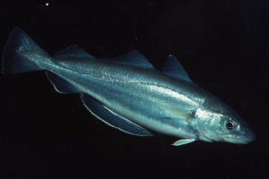 Ryba dorsza - lista z widokami i zdjęciami Ryba dorsza - lista z widokami i zdjęciami