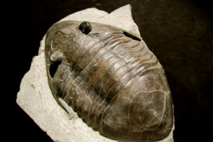 Trylobity - starożytna arteforma morska