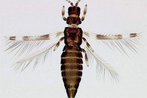 Wycieczki - starożytni przodkowie błędów Wycieczki - starożytni przodkowie błędów