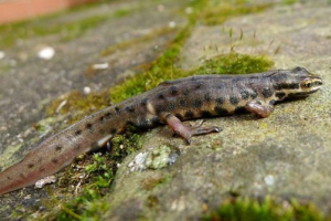 Triton ordinary Triton ordinary