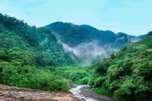 Lasy tropikalne - krótki opis, typy i przykłady zwierząt